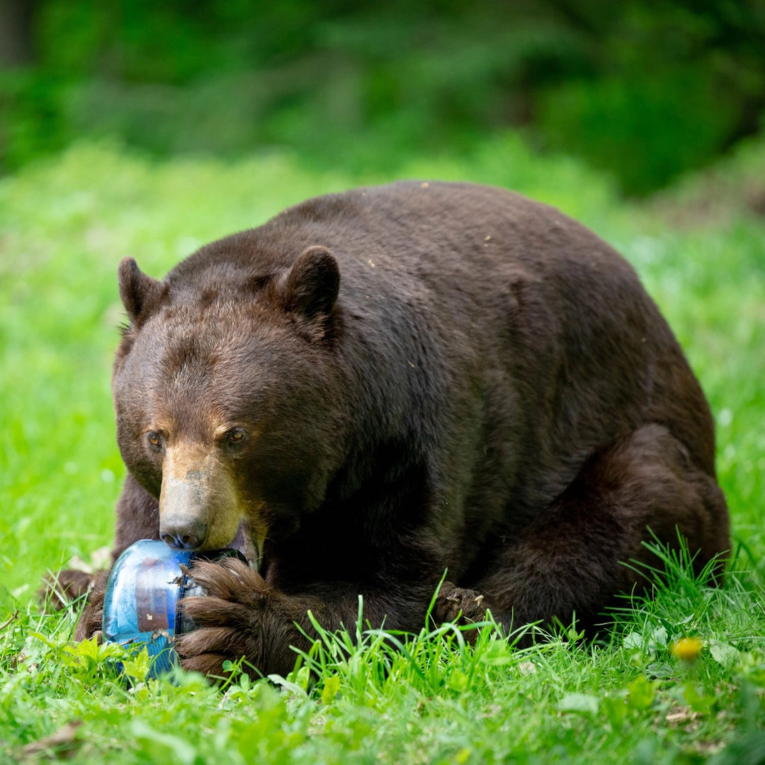 BearVault BV425 - Sprint Bear Resistant Food Cannister