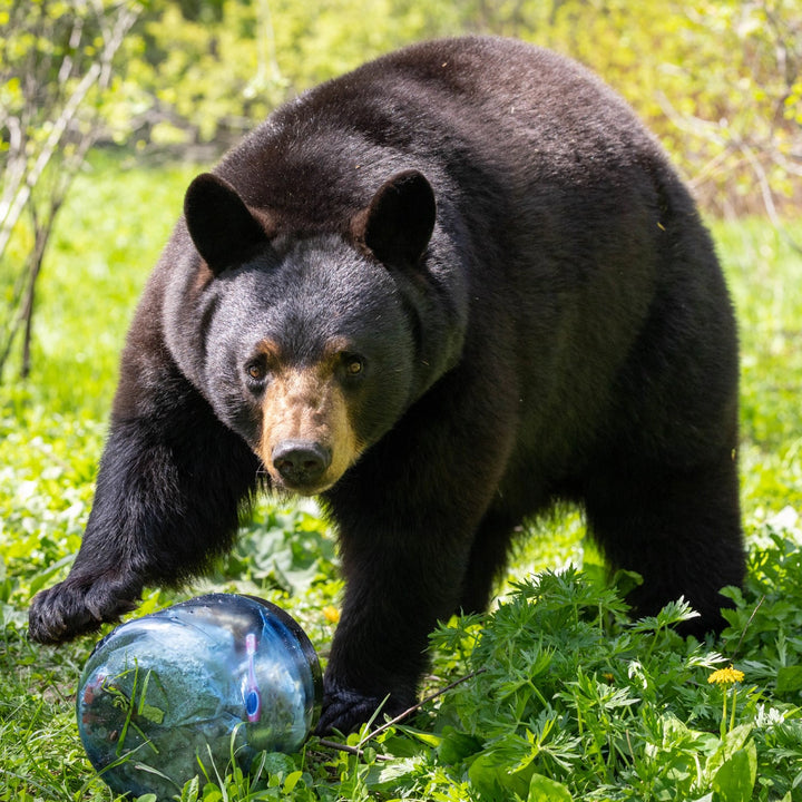 BearVault BV450 - Jaunt Bear Resistant Food Cannister