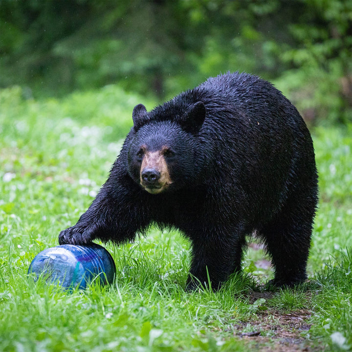BearVault BV500 - Journey Bear Resistant Food Cannister