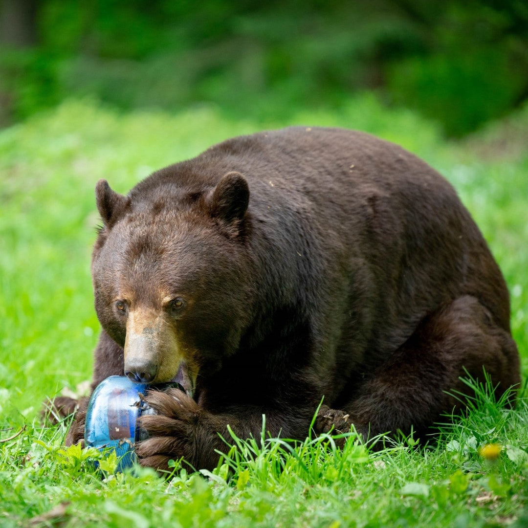 BearVault BV425 Sprint Bear Resistant Food Cannister for Thru-hiking, hiking, camping, backpacking, bikepacking etc. 