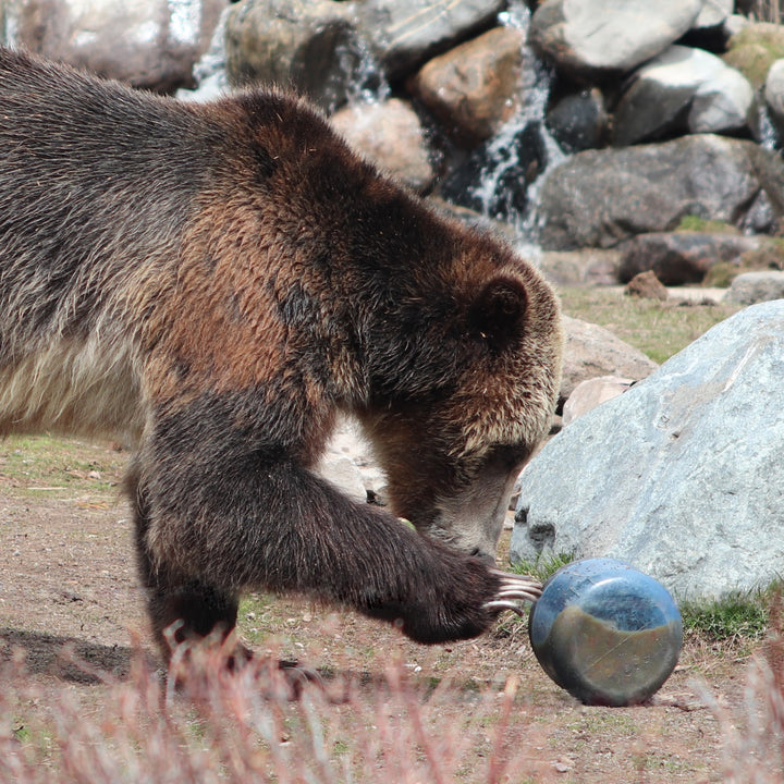 BearVault BV425 Sprint Bear Resistant Food Cannister for Thru-hiking, hiking, camping, backpacking, bikepacking etc. 